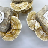 Turkey Tail Kit - Trametes versicolor mushroom mycelium