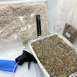 Psilocybe Cubensis Cultivation Kit - 1L (Full)