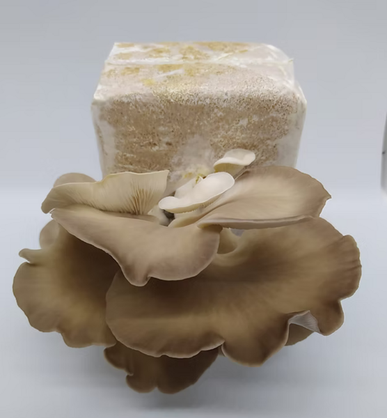 Quick shimeji Kit - Pleurotus sp. mushroom mycelium