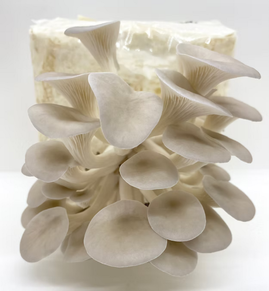 Quick shimeji Kit - Pleurotus sp. mushroom mycelium