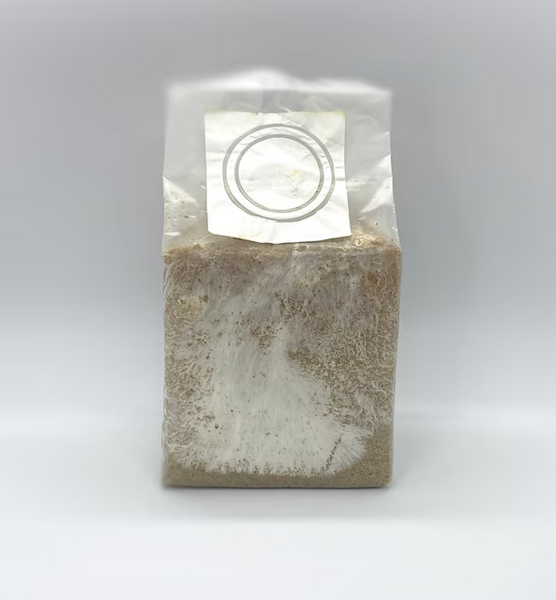 Quick shimeji Kit - Pleurotus sp. mushroom mycelium